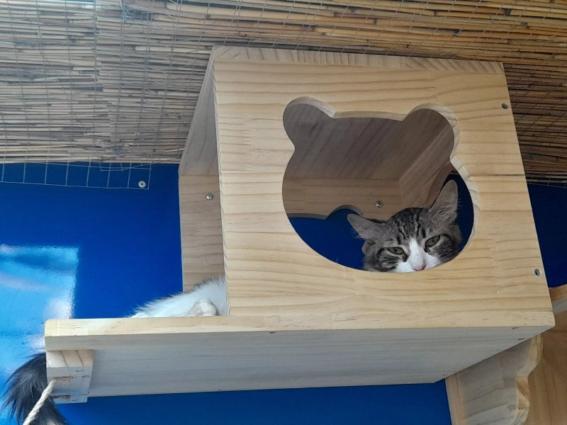 Banana Beach Cafe - Bar A Chats Le Miaou Miaou