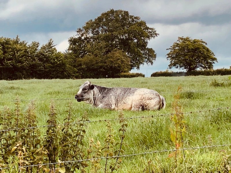 Blue Lodge Farm Bed & Breakfast