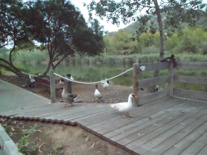 Canyamel Garden