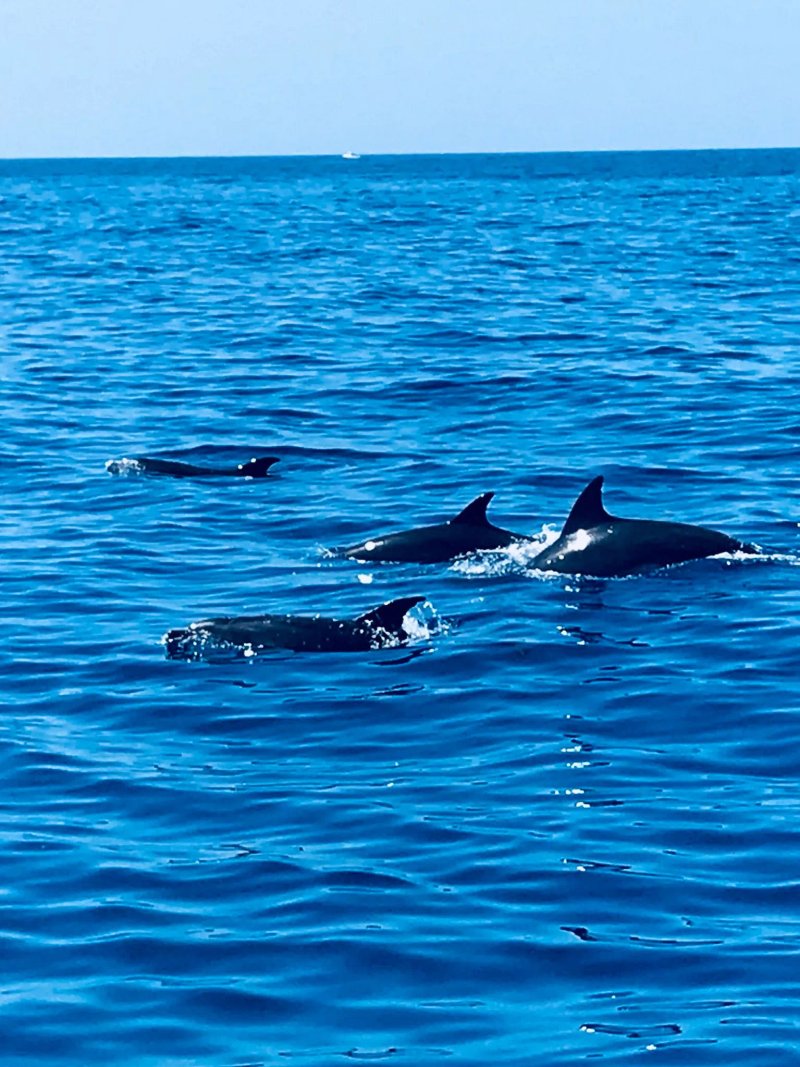 Animal Encounters Dolphin Search Encounter