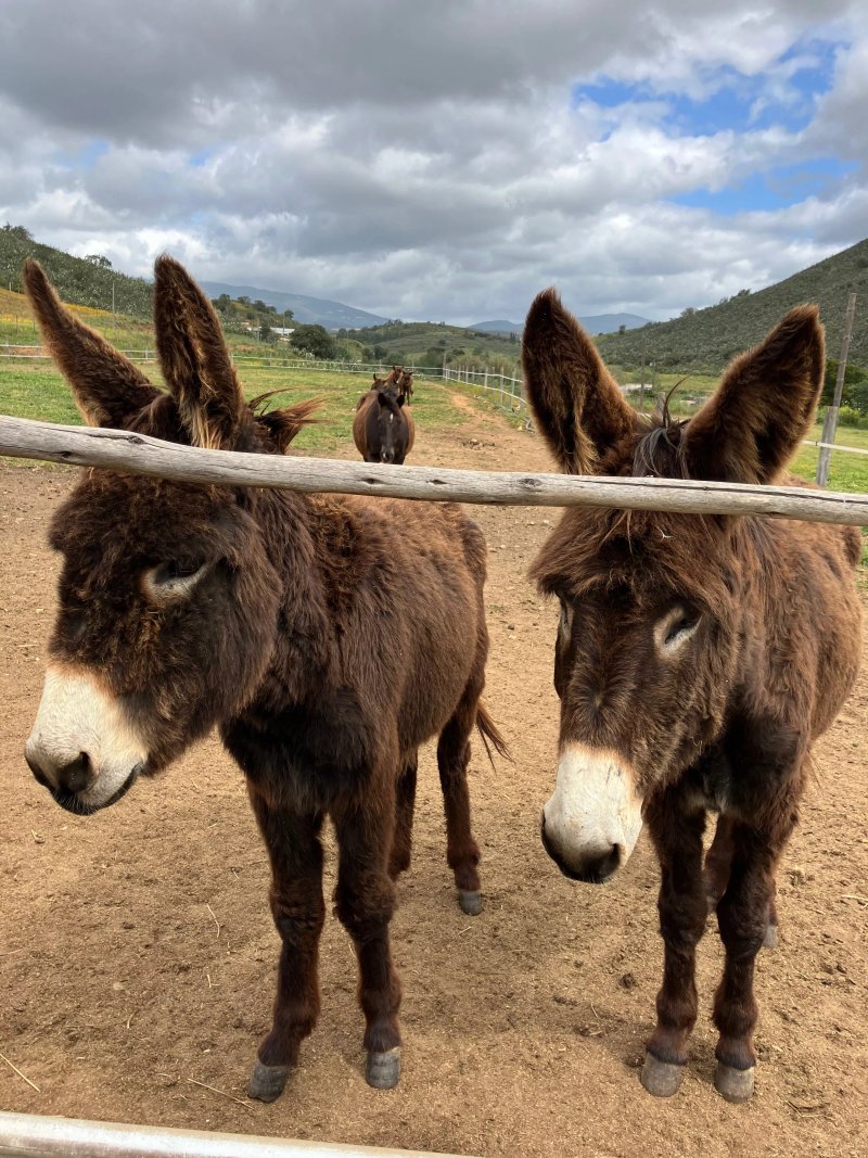 Burro Ville