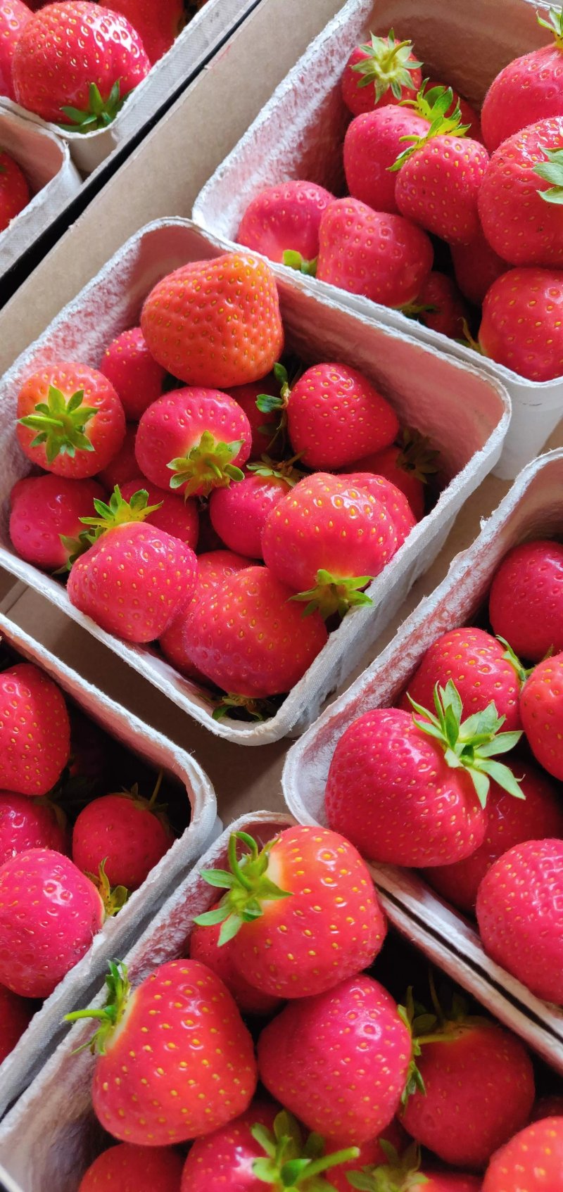 Engvang Frugtplantage