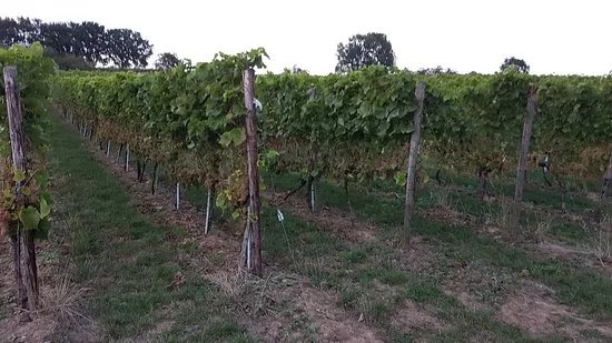 Winery Fromberg