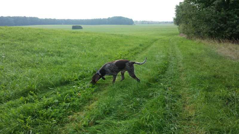 Zum Goldenen Hirsch
