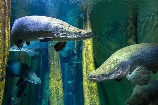 Acuario de Zaragoza