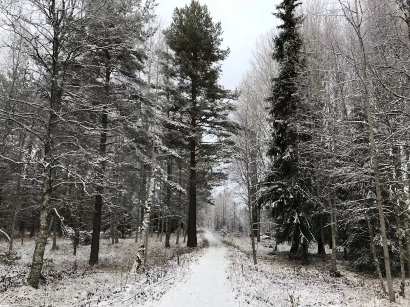 STF Vandrarhem Älvdalen/Tre Björnar