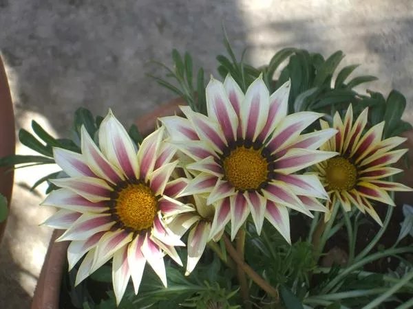 Al Giardino Nascosto