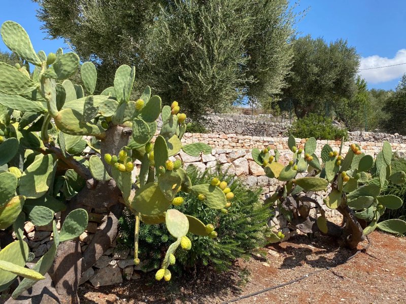 Tenuta Ermes