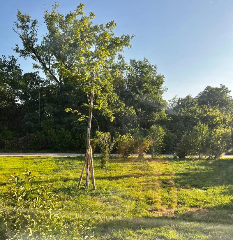 Agricampeggio Oro Verde