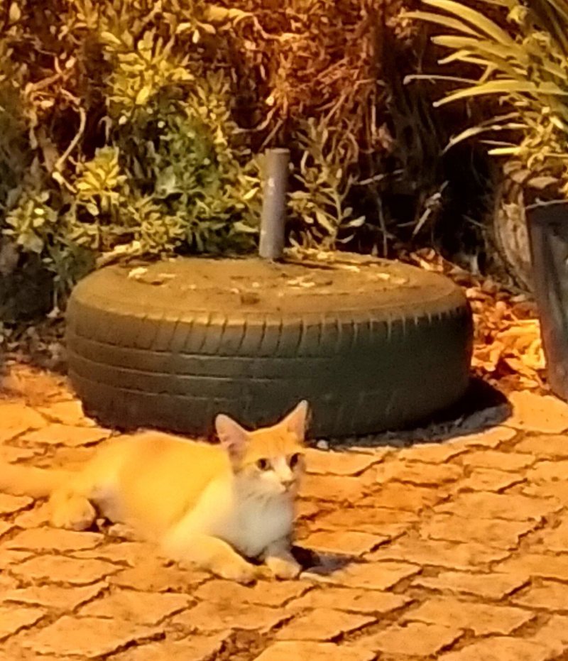 Tasquinha Dos Marques