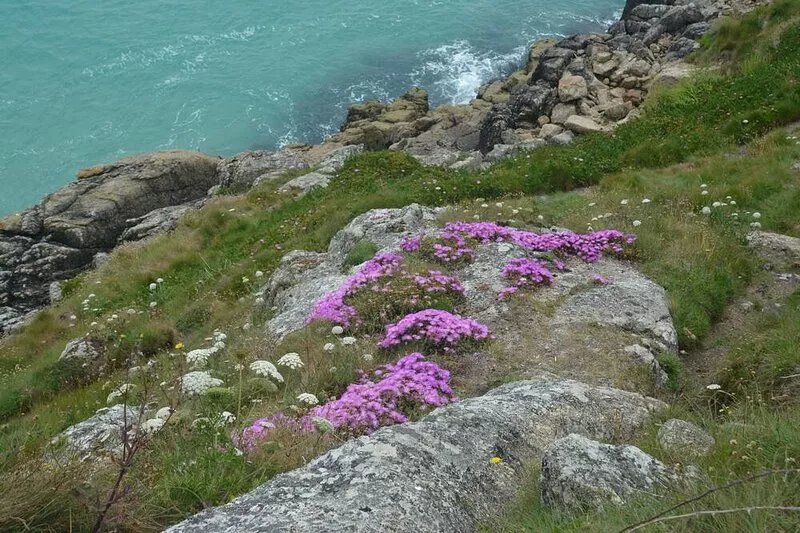 WEST COUNTRY WILDLIFE HAVEN