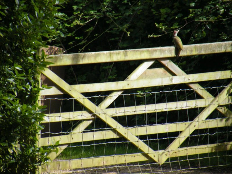 Woodpeckers B&B and Self Catering