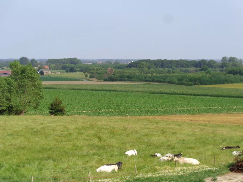 Bonvena
