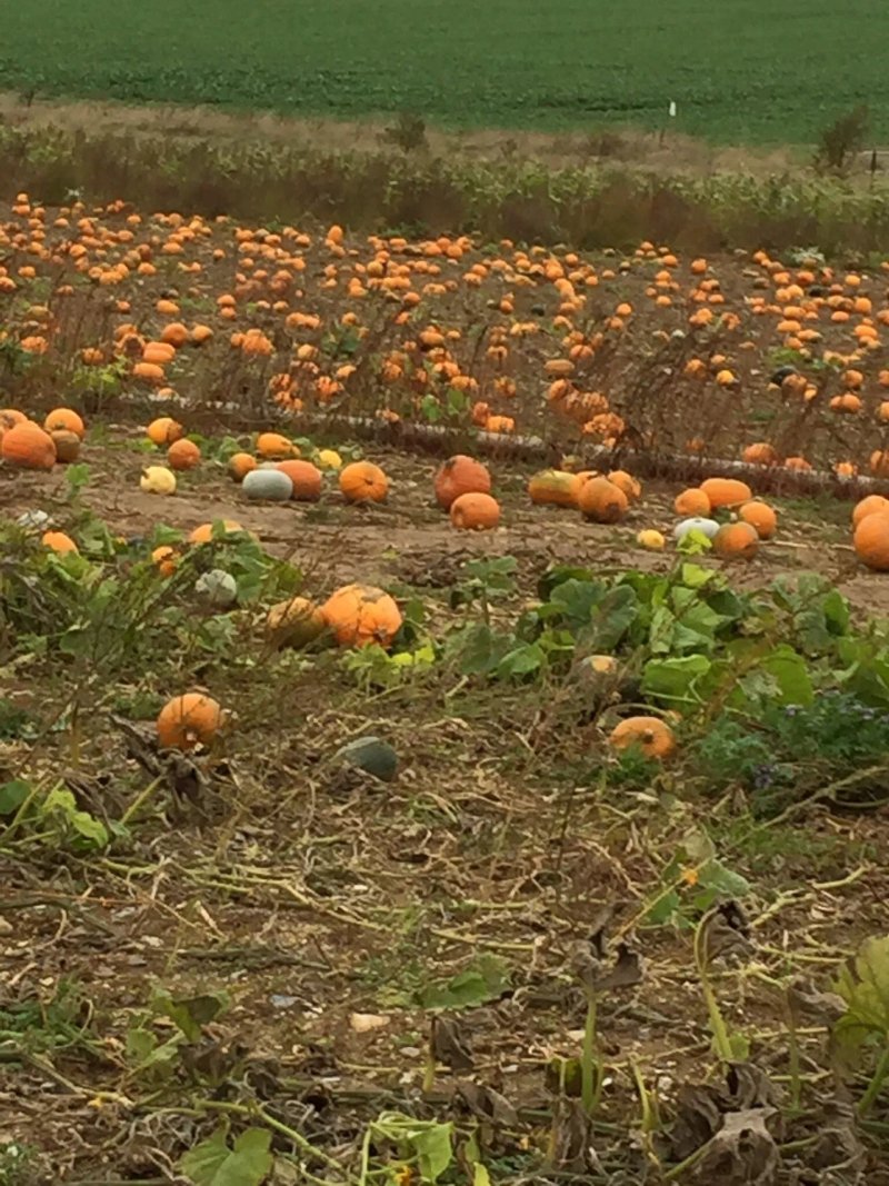 Pumpkin Jim’s