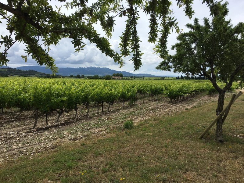 Domaine l'Ameillaud