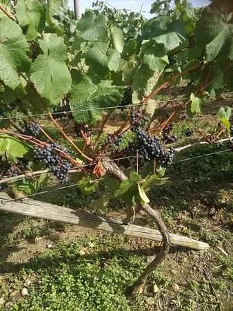 Sealwood Cottage Vineyard