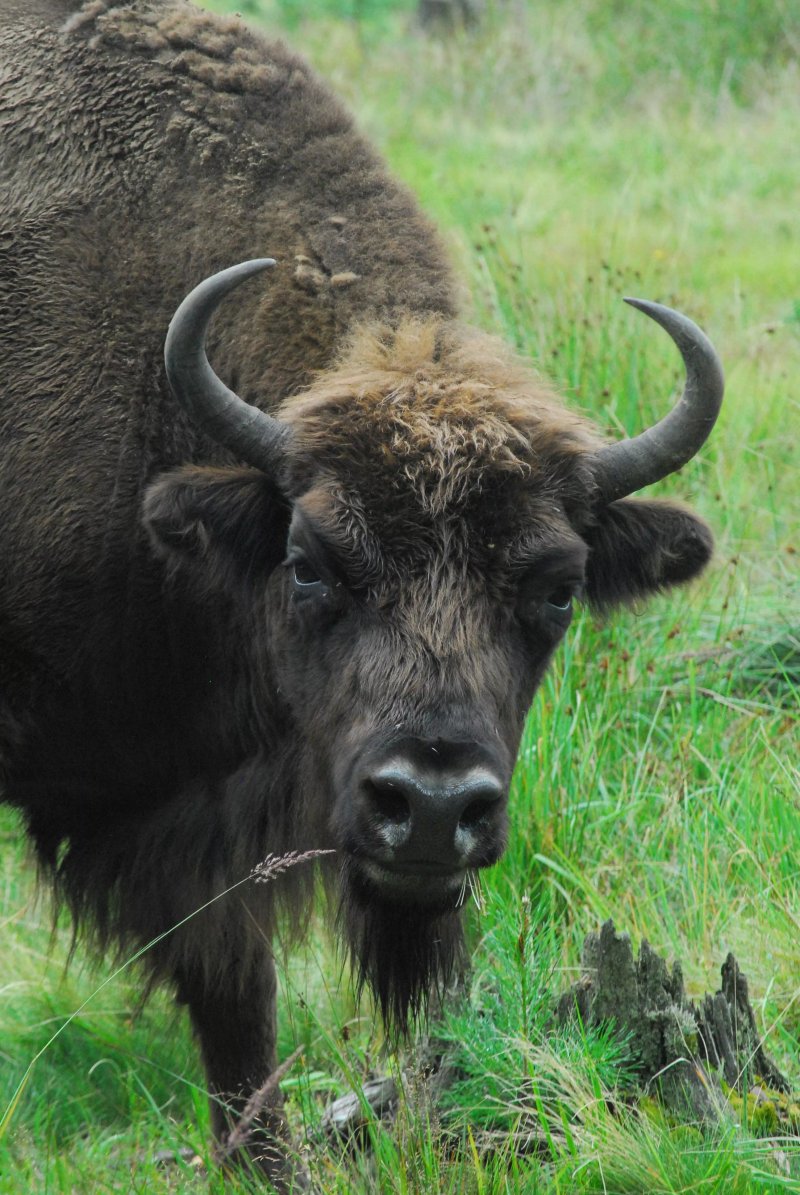 PTTK Białowieża