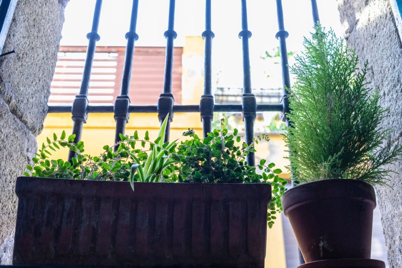 Vinomio bar & Botanico