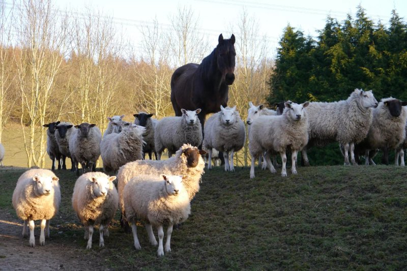 New House Farm