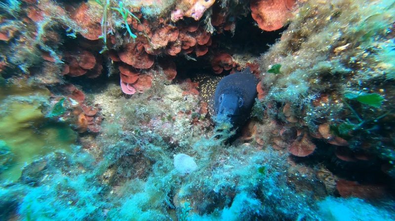 Aquanautic Elba