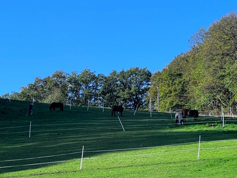 Gasthof zum Grunen Baum