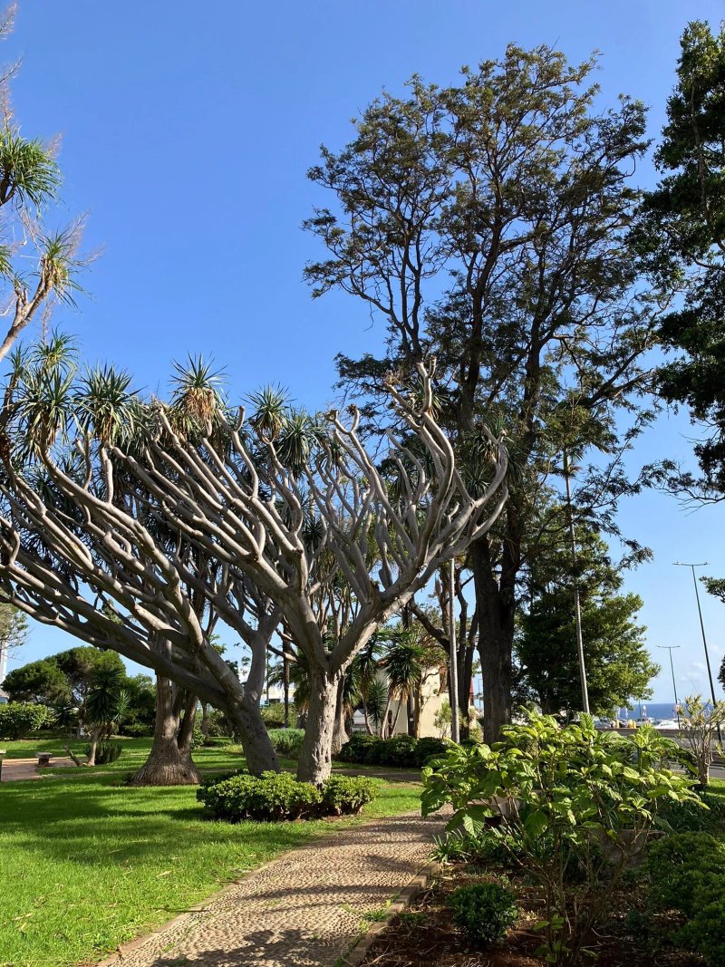 Funchal Airport Garden Arboretum