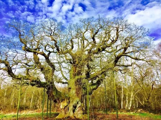 The Major Oak
