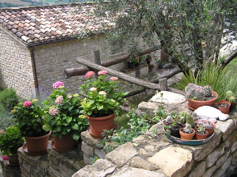 Il nido del Falco