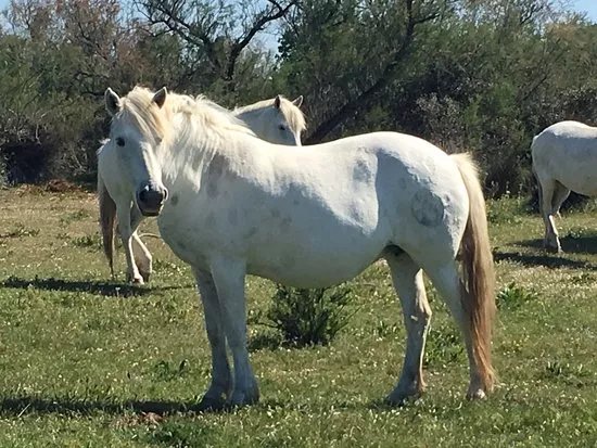 Camargue de vos Reves