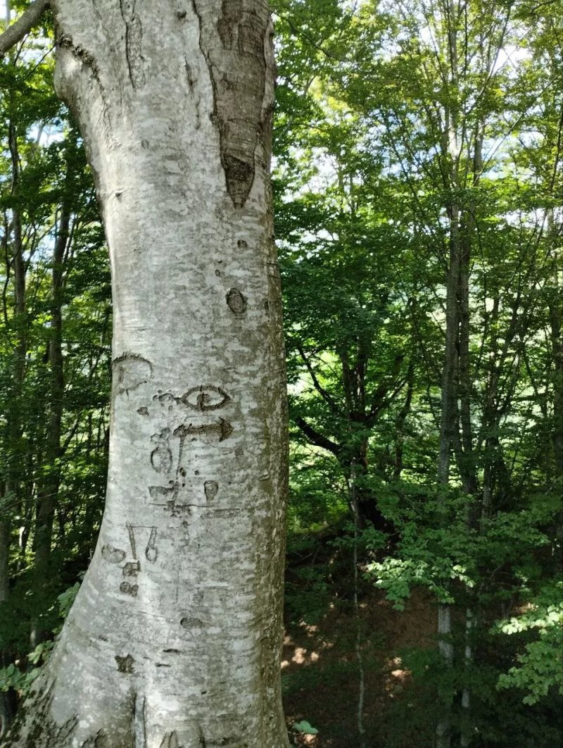 L'albero Con Gli Occhi