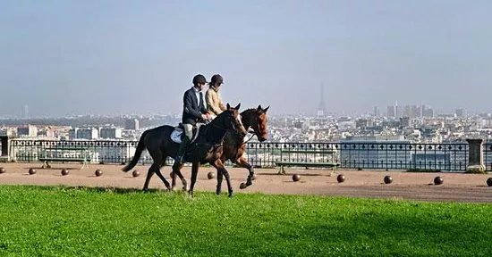 Horse in the City
