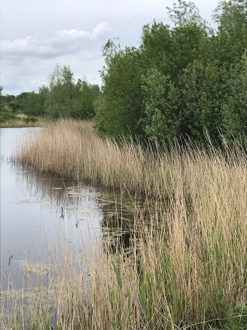 Gagelbos