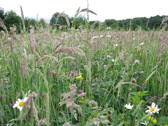 Carbrook Ravine Nature Reserve
