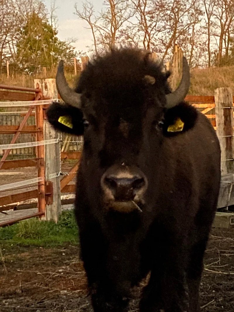 Buffalo Ranch