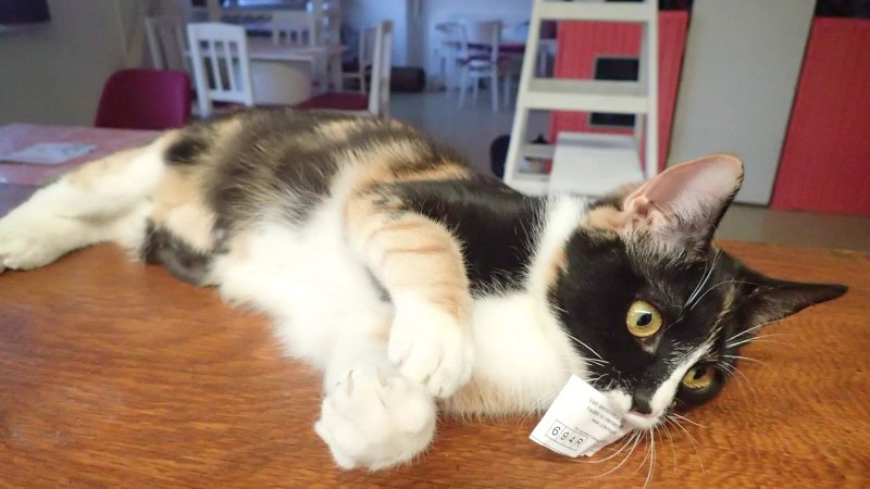 Bystrokocko Cat Cafe