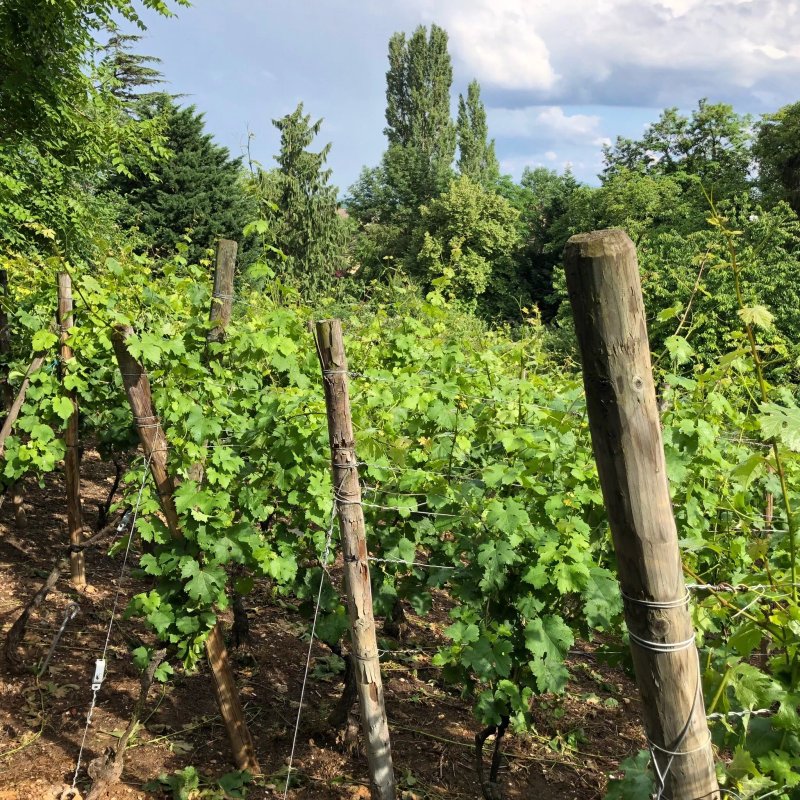 Vin d'Alsace HORCHER