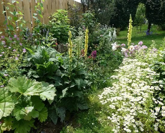 Carrie's Garden