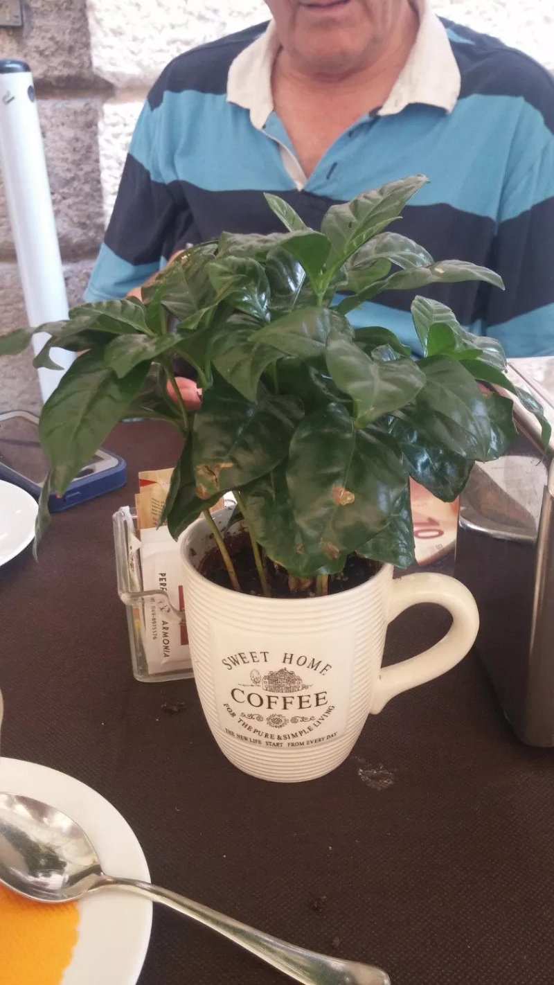 Caffe Scala