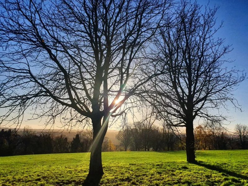 Pistachios in the Park