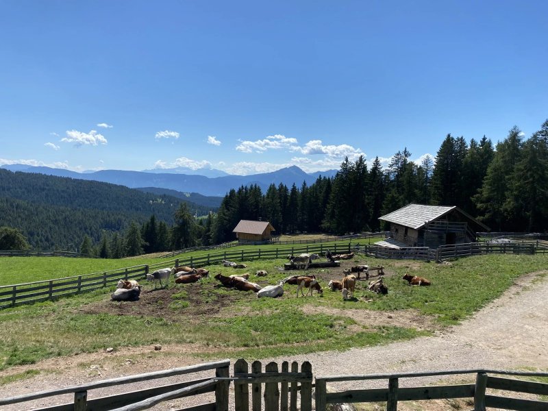 Moschwald Alm
