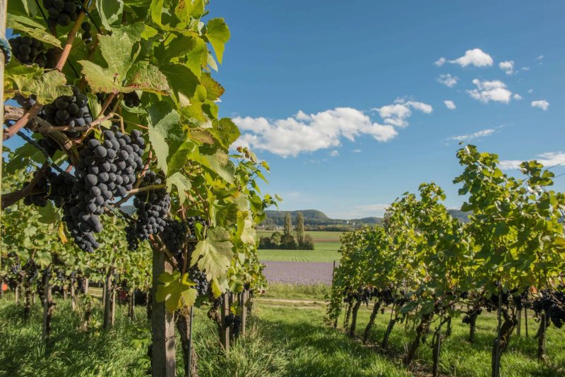 Schaffhauserland Tourismus Landschaft Und Wein