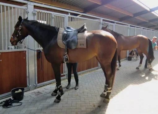 Horsetellerie Rheezerveen
