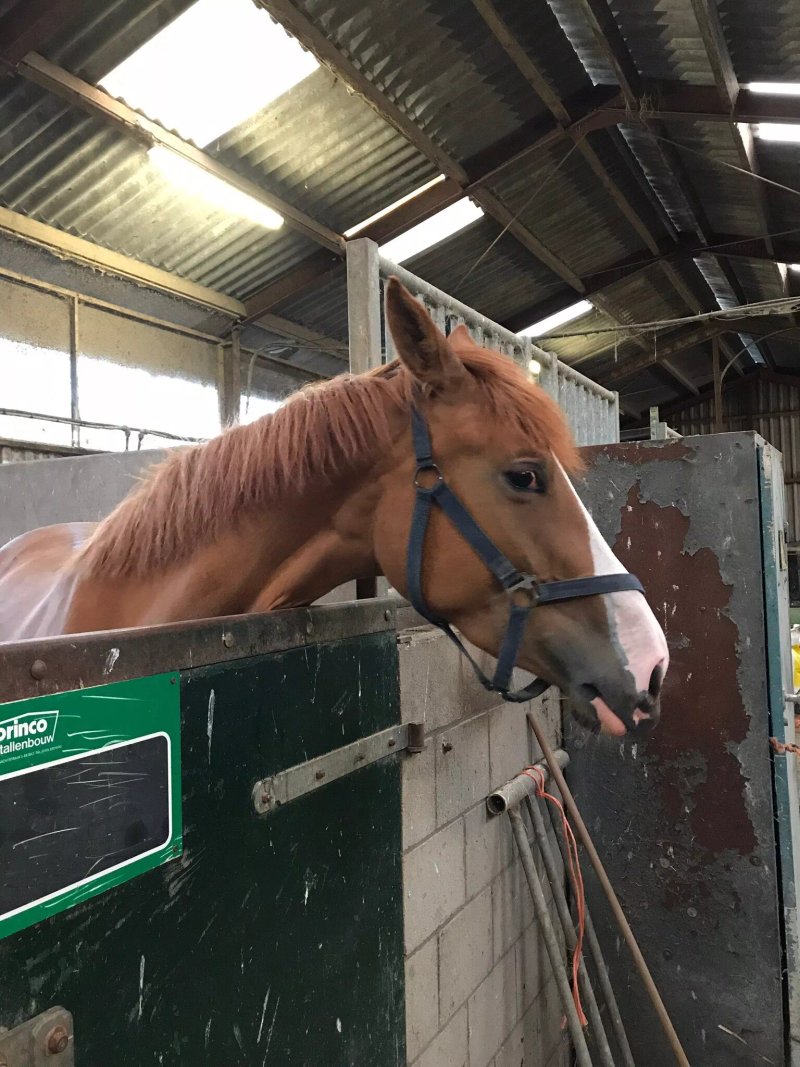 Boerderij de Verwondering