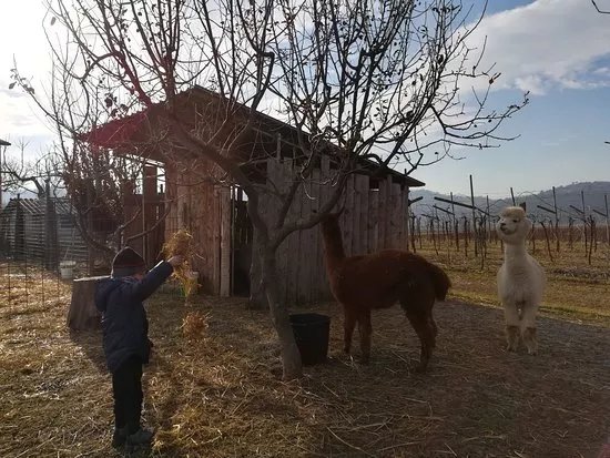 A&A Alpaca