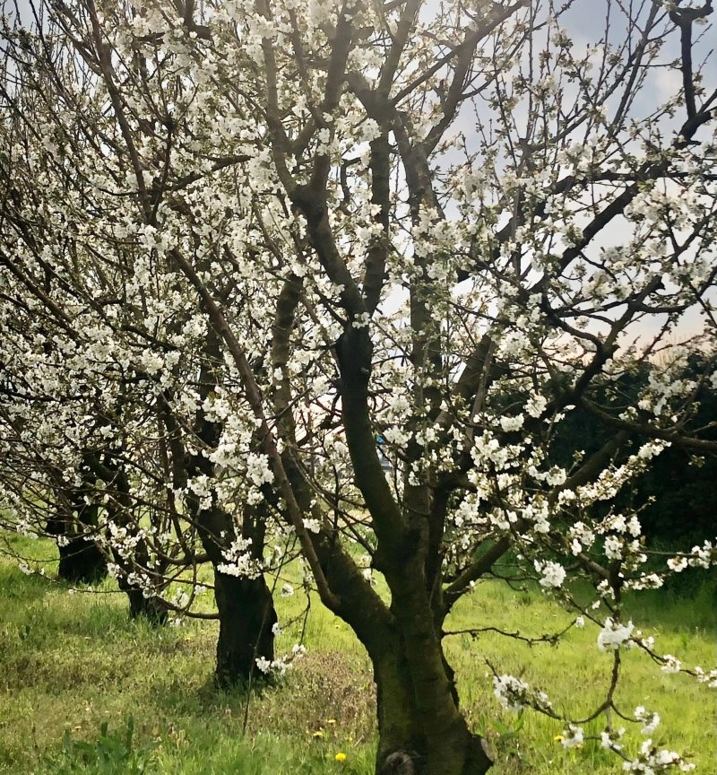 Azienda Agricola La Caiella