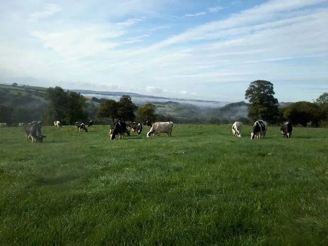 Pantglas Home Farm