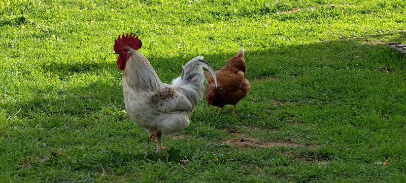 Planu E Mesu Azienda Agricola