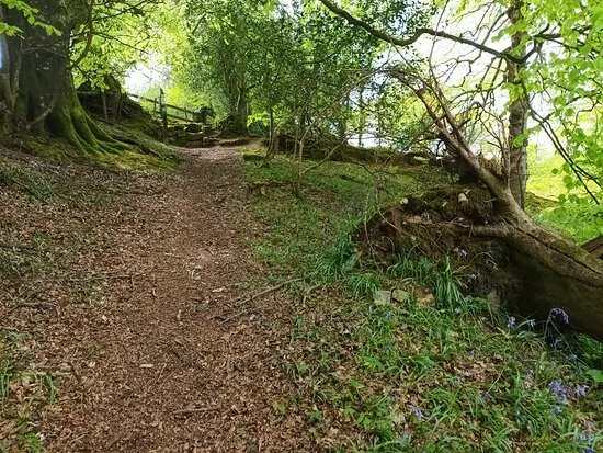 Blisland to Lavethan Wood Circular Walk