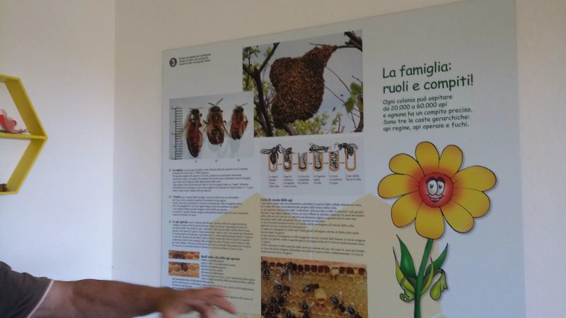 Museo del Miele di Ca Cappellino