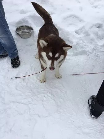 Husky-Hof Dreisessel